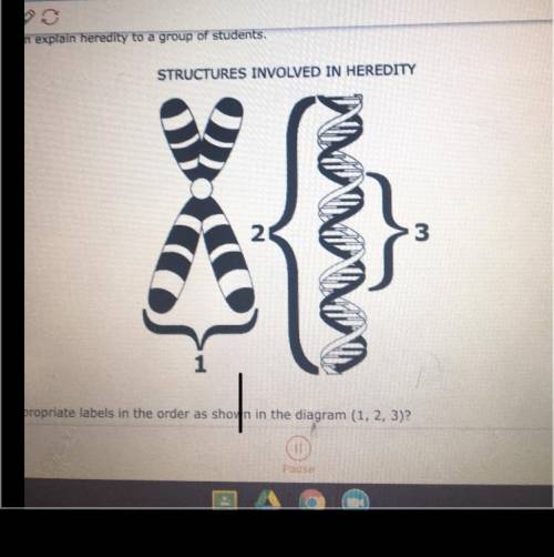 A teacher uses the diagram below to help him explain hereditary to a group of students. which of th