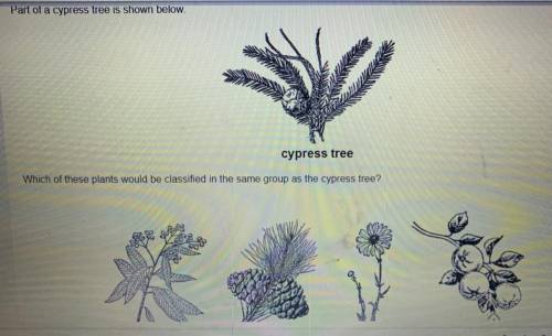 Part of a cypress tree is shown please answer