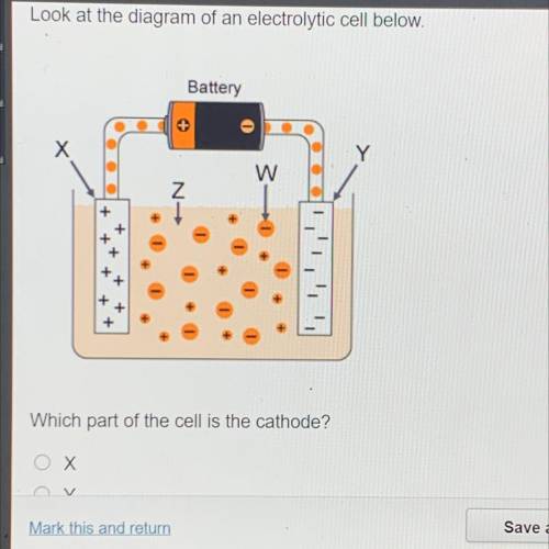Which part of the cell is the cathode?
X
Y
W
Z