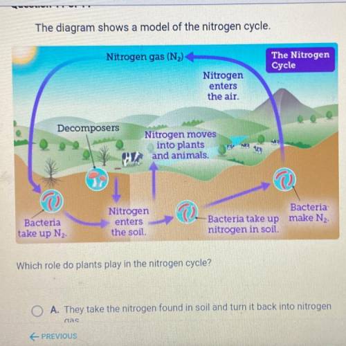 Which role do plants play in the nitrogen cycle?

O A. They take the nitrogen found in soil and tu