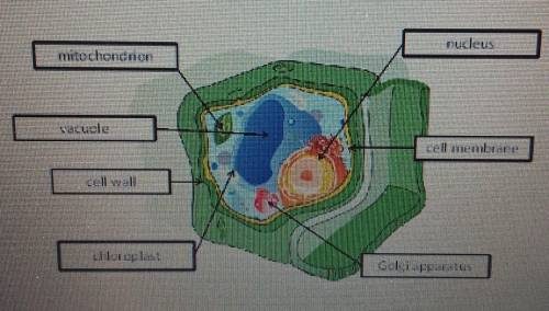 Amanda has labeled the following diagram of a cell . Her science teacher tells her it is perfect ex