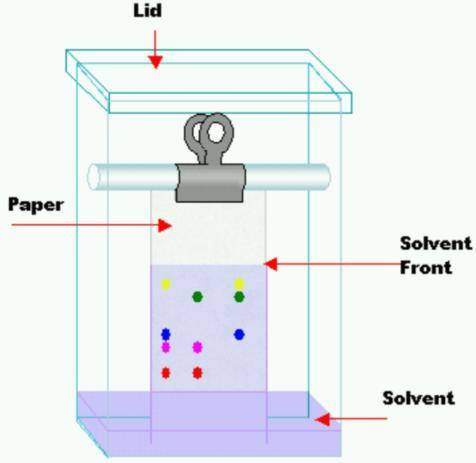 1. Draw what you think happened with the water molecules and the molecules in the food-coloring dyes