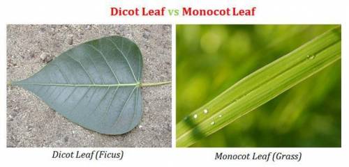 Define dorsiventral leaf​