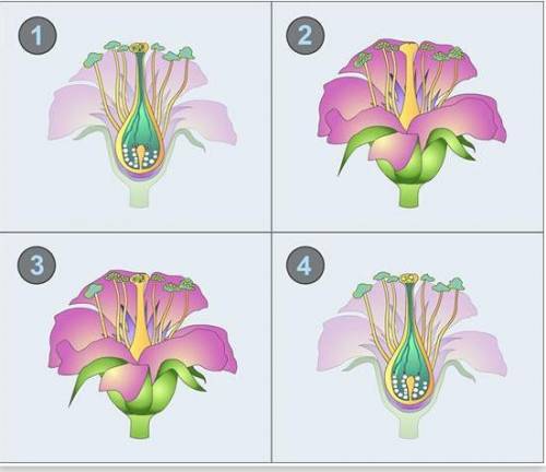 Place the following images in the chronological order that represents the process of pollination.