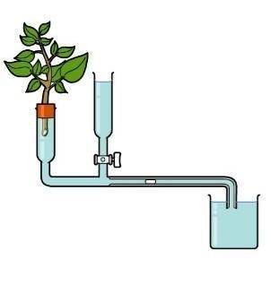   Describe how you could use the equipment shown to investigate the effect of temperature on transp