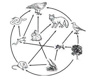 The diagram below shows a food web. The organisms in a food web can be classified based on how they