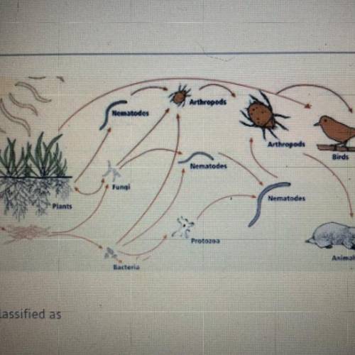 In this food web, birds would be classified as

A)
carnivores.
B)
decomposers.
herbivores.
D)
omni