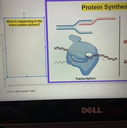 What is happening in the

transcription picture?
Transcription
what is happening in the transcript