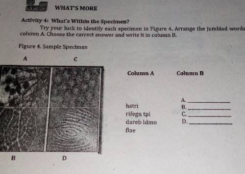 WHAT'S MORE Activity 4:What's within the specimen Try your luck to identify each specimen in figure