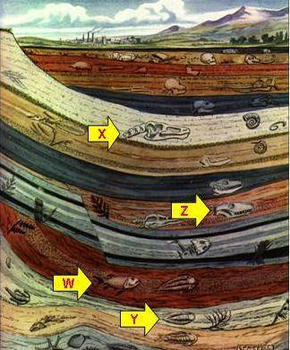 In the diagram above, which fossil is the oldest?