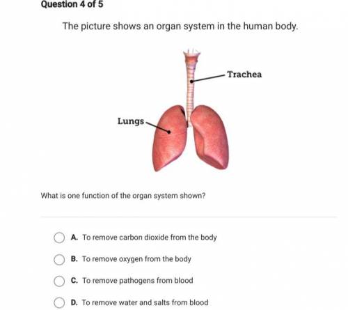 What is one function of the organ system shown below in the picture?