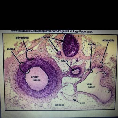 Uuservations

 5
Observe the arrangement of cells in the prepared slide of the artery and vein.
(L