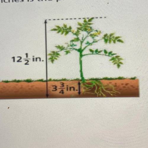 The roots of a plant reach down 3 inches below

ground. How many inches is the plant above the
gro