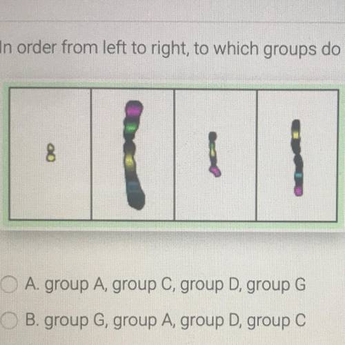 2. In order from left to right, to which groups do the chromosomes shown belong?

A. group A, grou