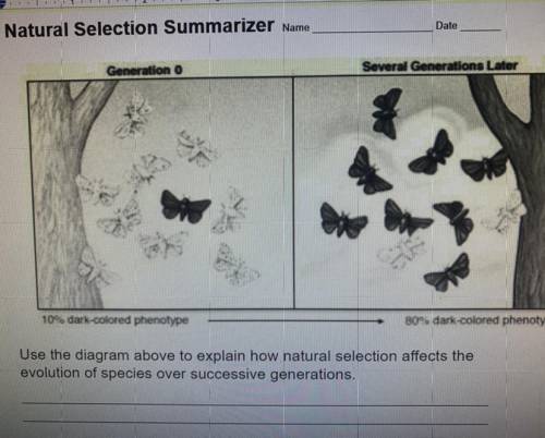 Use the diagram above to explain how natural selection affects the evolution of species over succes