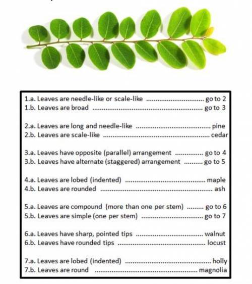 A branch from a tree and a dichotomous key are shown below.

What type of tree produced the branch