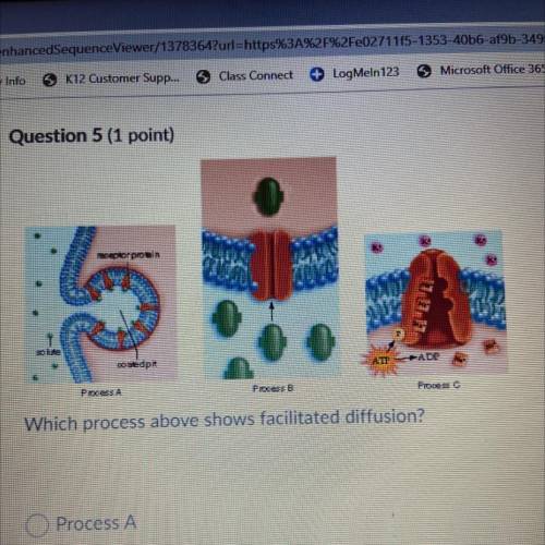 Which process above shows facilitated diffusion?

-Process A
-Process B
-Process C
-None of the ab