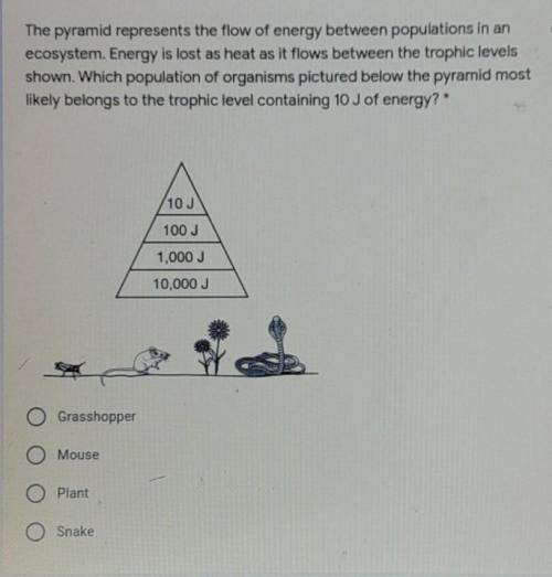 The pyramid represents the flow of energy between populations in an ecosystem. Energy is lost as he