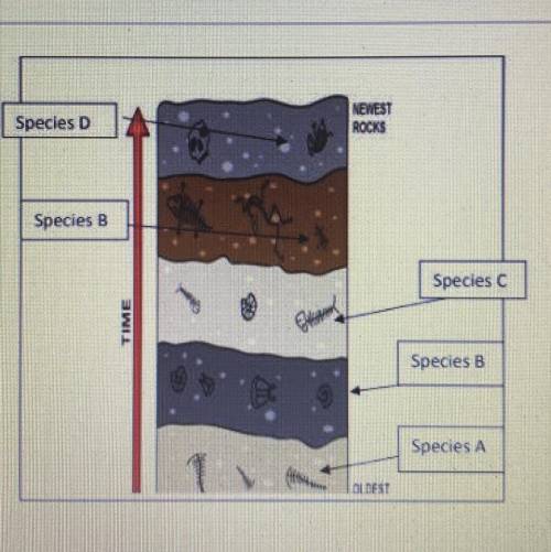 The diagram represents a section of undisturbed sedimentary rock. The general location of fossils o