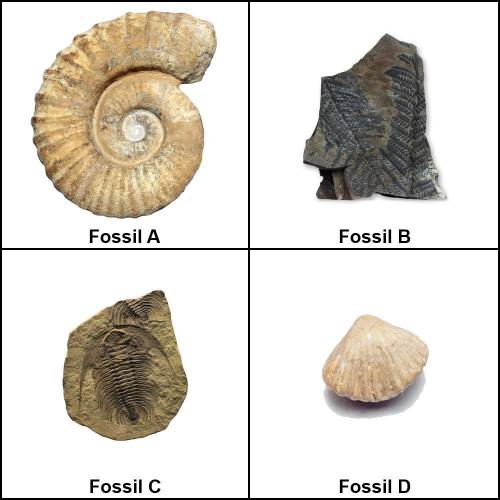 Closely examine each fossil. Then, complete the table to record your observations which should incl