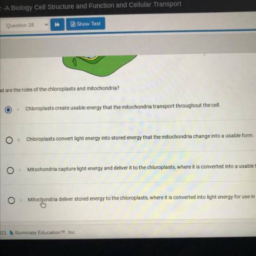 The diagram shows chloroplasts and mitochondria in a plant cell.

-chloroplast
mitochondria
What a