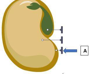 This part of the seed is used to protect the growing embryo and keep the seed from drying out. Use