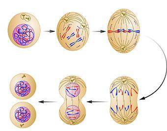 During which phase of mitosis do the chromosomes line up along the center line of the cell?

metap