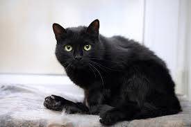 My black cat died =(