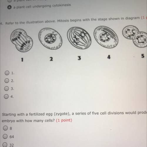 Refer to the illustration above. Mitosis begins with the stage shown the the diagram.