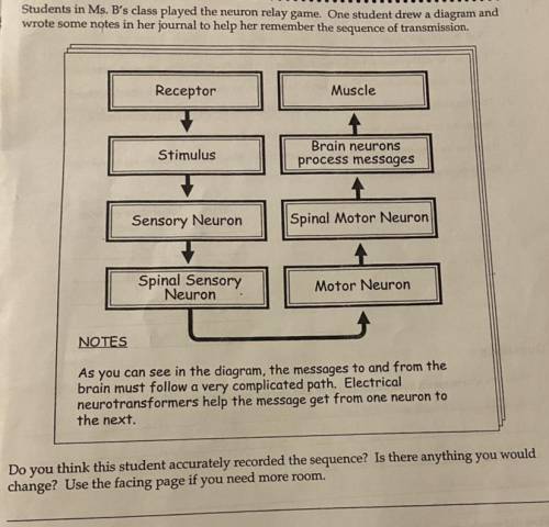 Students in Mrs. B’s class played the neuron relay game. One student drew a diagram and wrote some