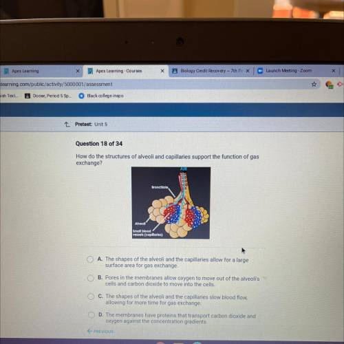 HELP ME PLEASE

Question 18 of 34
How do the structures of alveoli and capillaries support the fun