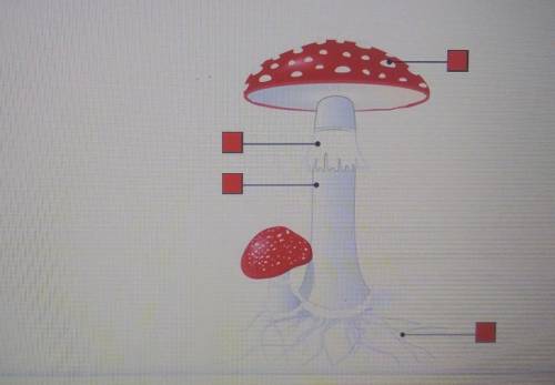 Select the correct location on the image.

Which structure fuses to form a diploid zygote during s