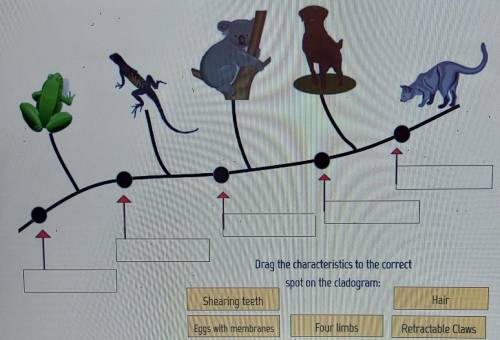 Please help me drag tge right characteristics. thank you! ​