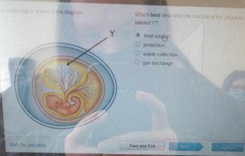 A reptile egg is shown in the diagram which best describes function of the structure labeled y?

f