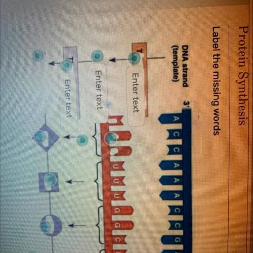 Protein Synthesis
Label the missing words