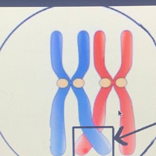 NEEDED NOW HELP!!! 
what phase of meiosis is the cell in?