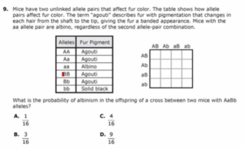 What is the answer to this please help