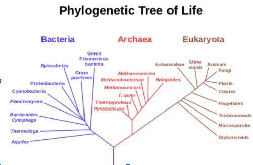 According to this diagram, which line color denotes the universal common ancestor for all 3 domains