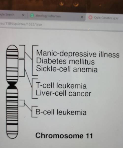 The diagram represents the banding pattern for human chromosome 11, with some of the bands labeled.