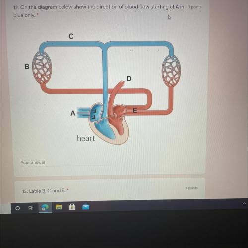 12. On the diagram below show the direction of blood flow starting at A

blue only.
C
B
А
heart