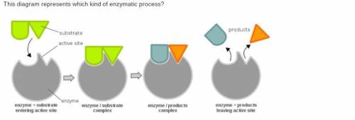 PLS HELP WILL MARK BRAINLISTThis diagram represents which kind of enzymatic process?