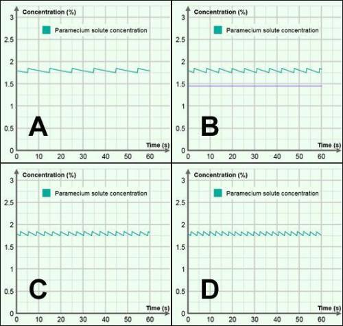 The graph below shows the paramecium solute concentration through time when the water solute concen