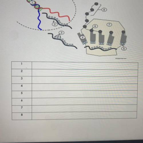 I’ll give brainliest to correct answer.

how would i label this diagram about transcription and tr