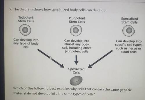 Which of the following best explains why cells that contain the same genetic material do not develo