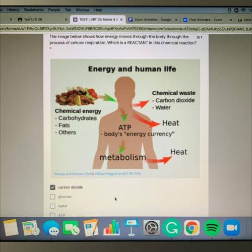 MULTIPLE CHOICE BIO TEST QUESTION HELPPP ASAP