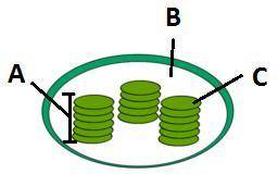 HELP DUE in 10 MINS!

What is this organelle? 
a. mitochondria
b. chloroplast
c. ribosome