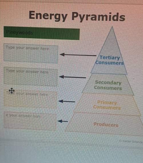 PLEASE HELP !! Energy Pyramids Pineywoods I need a list of animal's ​