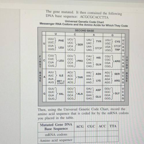 In the table below, record the mRNA codons coded

for by the DNA base sequence of the mutated gene