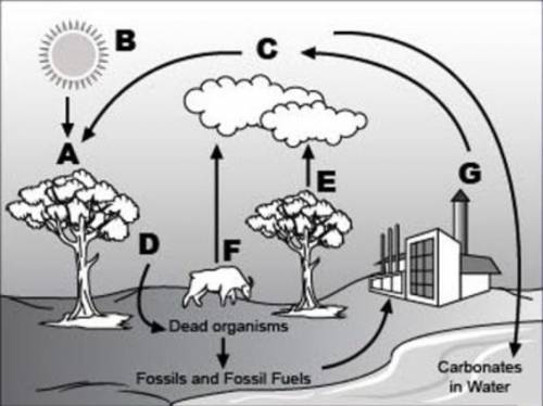 Help me pls. !

Analyze the given diagram of carbon cycle below.An image of carbon cycle is shown.