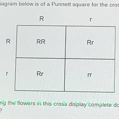 Assuming the flowers in this cross display complete dominance, and the allele, is dominant a red pi